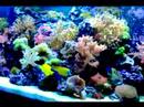Aquariums by Sissy Reef aquarium