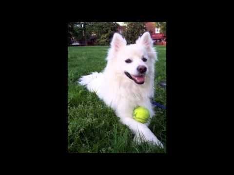 American eskimo American eskimo