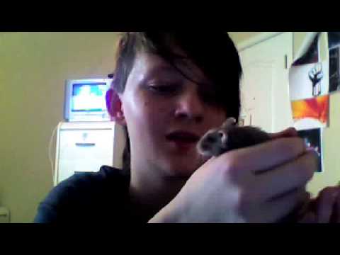 how to treat dwarf hamster mites