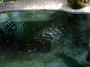 Crocobeach