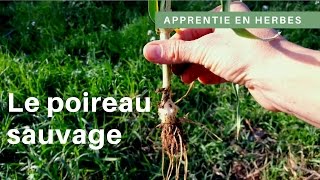Connaissez vous les poireaux sauvages?