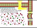 VIsual Phototransduction