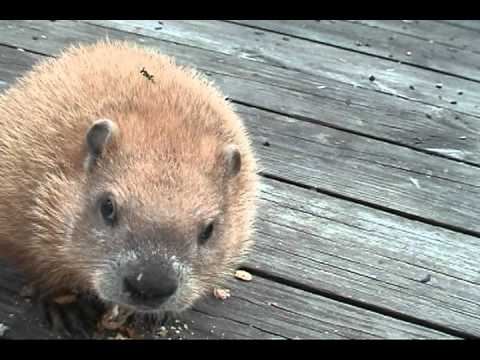 Goldie Returns.avi