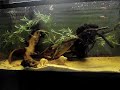 Este é meu novo e mais relaxante hobbie. Estou montando um lindo aquario. 