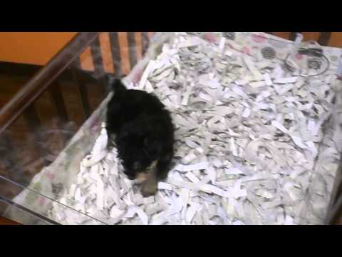 Bear playful happy puppy