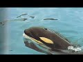 orcas need help (R.I.P)the ones that died orcas need help (R.I.P)the ones that died