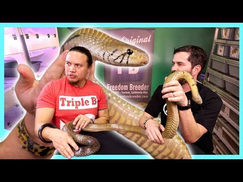YouTube reptile video