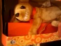 Humphrey the humping chihuahua