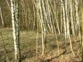birkenwald