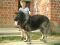 WWW.SARPLANINAC-JOZO.de  CAUCASIAN OVTCHARKA.KAUKASISCHER OW