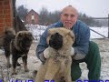 WWW.SARPLANINAC-JOZO.de  CAUCASIAN OVTCHARKA.KAUKASISCHER OW