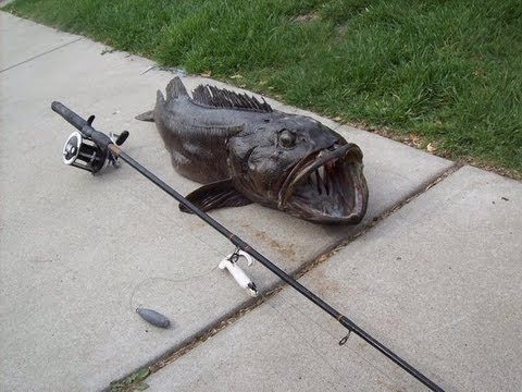SAN FRANCISCO BAY - IN THIS VIDEO WE WERE LOOKING FOR HALIBUT IN THE SAN FRANCISCO BAY AND OUTSIDE THE GATE BUT ENCOUNTERED SOME NICE ACTION CLOSE TO SHORE IN 8 FEET OF WATER A ...