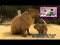 佐藤亜美菜が動物にアテレコ
