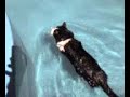 la gatita nadadora