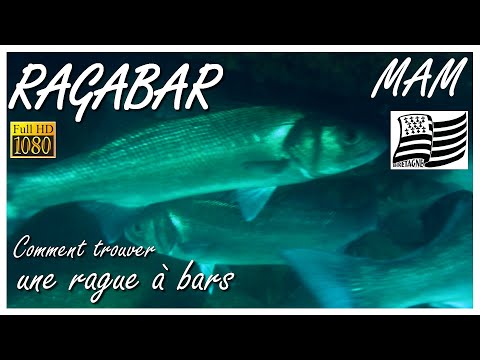 RAGABAR - Observation de gros bars en apnée