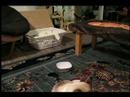 Cat clicker training - first time ever Isla goes \ Cat clicker training - first time ever Isla goes \