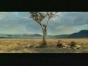 Tree hit by gazzele