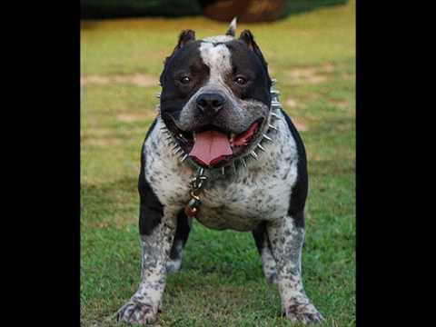 perro de pelea cordobes