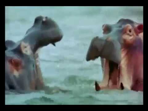 Africa, Blood and Guts Trailer