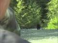 Jim Shockey - WILD bear hunt