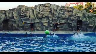 AWESOME Dolphin SHOW