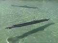 Disaster at Sea - U-boot triple collision (R/C) Disaster at Sea - U-boot triple collision (R/C)