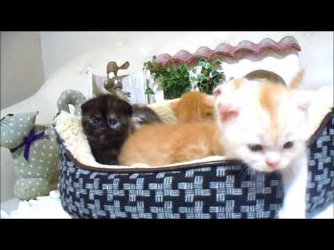 YouTube Preview Image