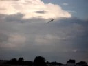 Trex 500 flown by dman