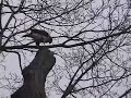 Bird of Prey Lunches on Staten Island New York Bird of Prey Lunches on Staten Island New York
