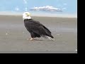 Wild Bald Eagle Stands Ground