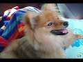 sleepy lion pomeranian Cookie (Lulu da Pomerania ??????) sleepy lion pomeranian Cookie (Lulu da Pomerania ??????)