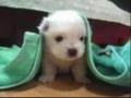 title="Cute