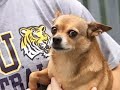 Crime Fighting Chihuahua