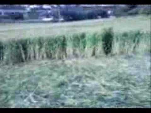 Crop Circles in Ancona, Italy