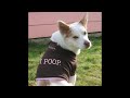 The Most Hilarious yet stupid Poop Song I've heard in a while. Found it on Frostwire, titled 
