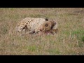 Leopard eats gazelle
