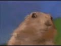 are,chipmunk,dramatic