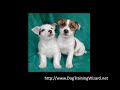 How To Potty Train A Dog