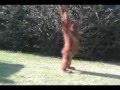 Suryia the Orangutan