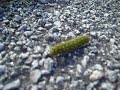 Interesting caterpillar-like creature on South Uist