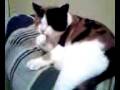 videos de 120308_00331.3g2