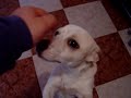 mi gatito loco y el perro cabron  el gato es el mejor