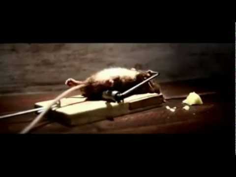 Mouse Trap Survivor Cheese Commercial