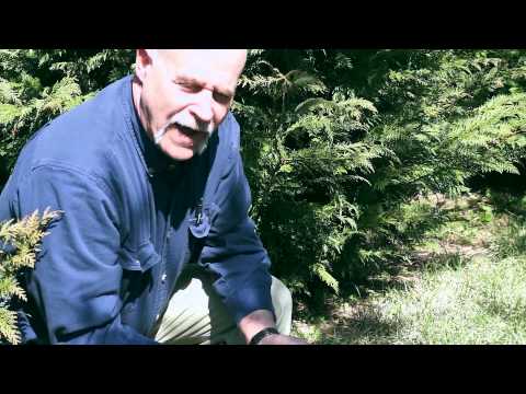 how to fertilize leyland cypress trees