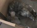 videos de 11 days old burmese kittens