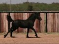 Friesian Mare, Blomke, Ridden by Lorna Neel