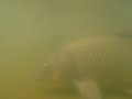 水中撮影（池の鯉）