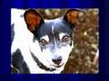 Toto Slide Movie