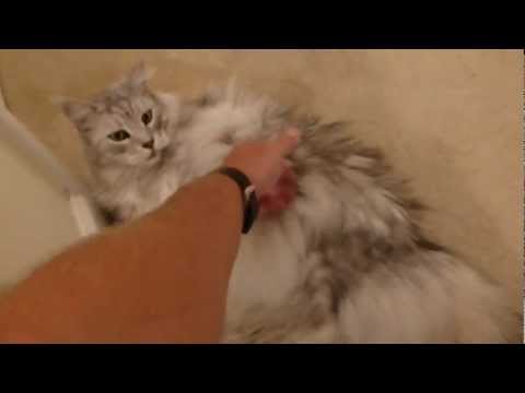 MAINE COON