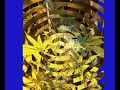 marihuana scrog